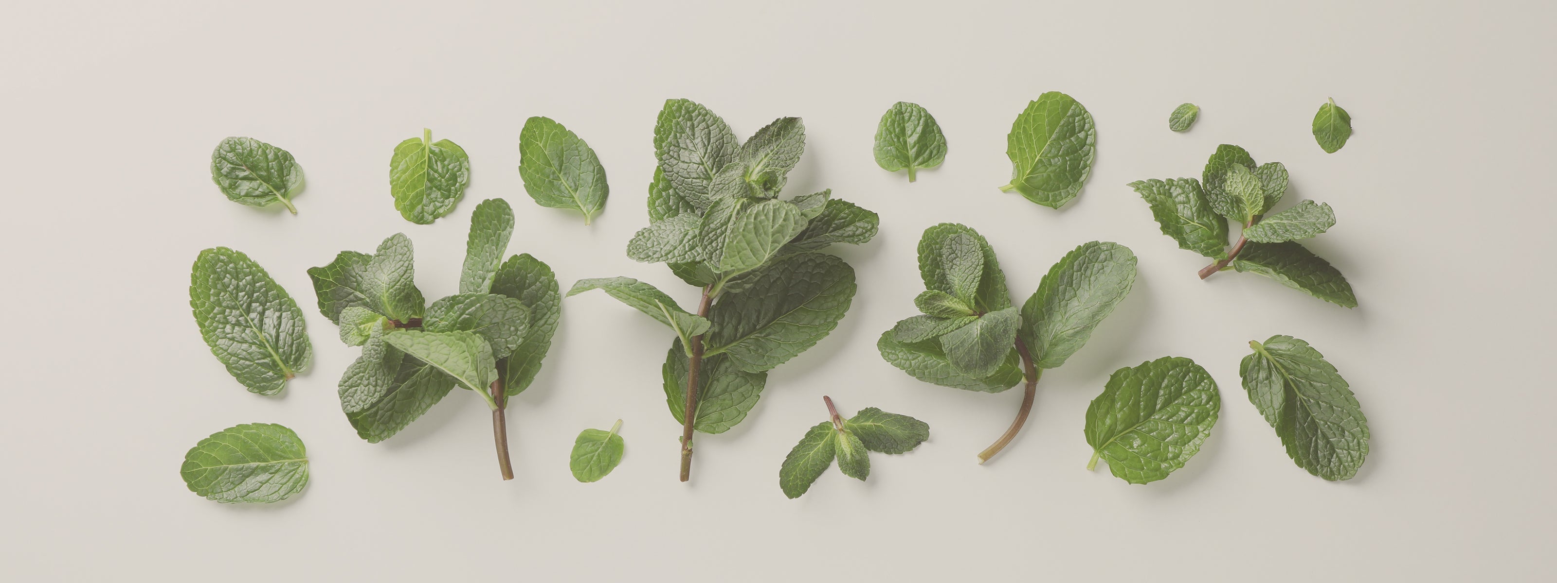 MENTA E MENTOLO