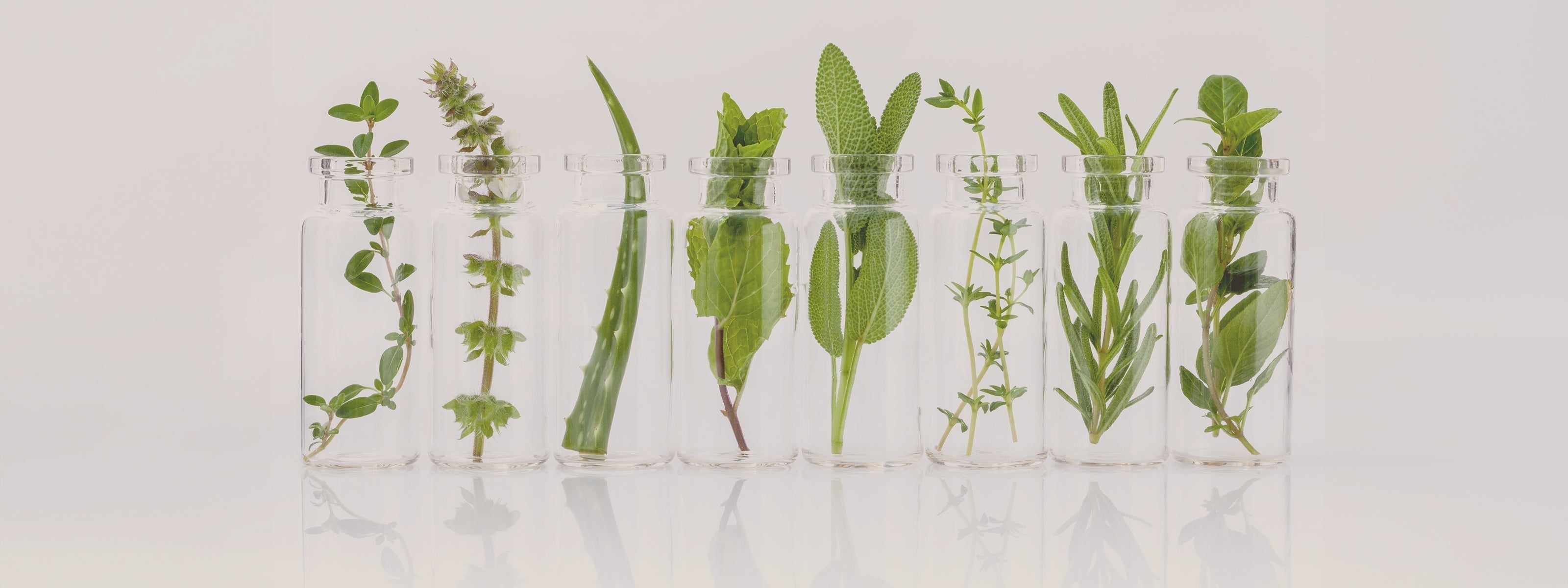 olio essenziale di cipresso