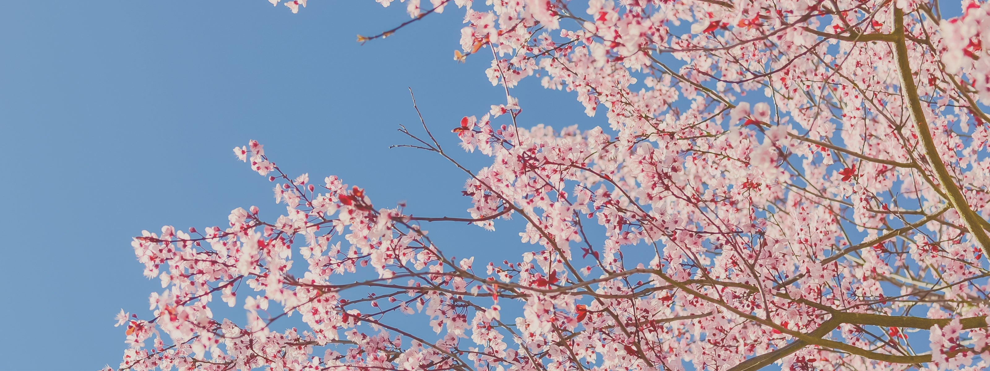 PELLE IN PRIMAVERA