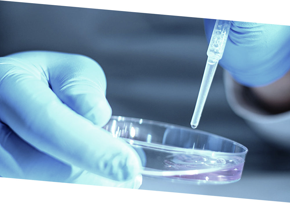 studio e ricerca scientifica bec