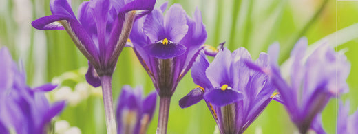 LA MAGIA DELL'IRIS